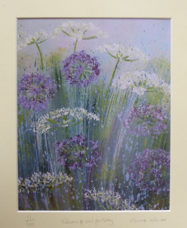 Alliums and Cow Parsley